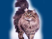 Порода Сибирская