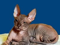 Порода Донской сфинкс