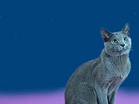 Порода Русская голубая