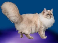 Порода Невская маскарадная