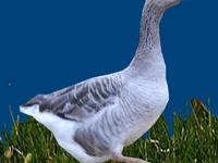 Порода Тамбовские