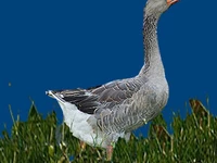 Порода Шадринские