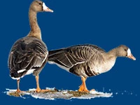 Порода Белолобые перелетные