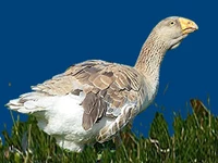 Порода Тульские бойцовые