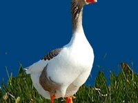 Порода Краснозерские