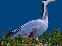 Порода Горные перелетные