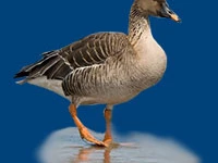 Порода Гуменник перелетный