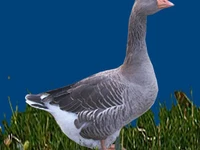 Порода Ландские