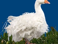 Порода Севастопольские курчавые