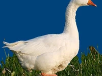 Порода Адлерские