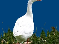 Порода Оброшенские