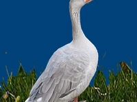 Порода Псковские лысые