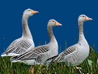 Порода Серые перелетные