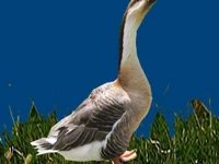 Порода Солнечногорские