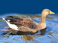 Порода Роменские