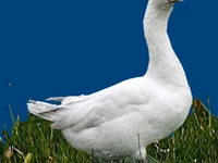 Порода Арзамасские