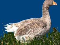 Порода Владимирские глинистые