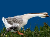 Порода Переяславские