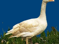 Порода Горьковские