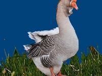 Порода Холмогорские