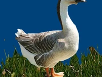 Порода Кубанские