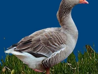 Порода Крупные серые