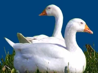 Порода Венгерские