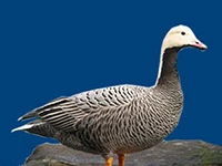 Порода Белошеи перелетные