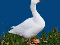 Порода Губернаторские