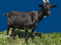 Порода Орловские черные