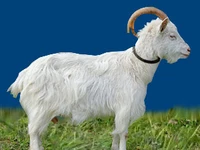 Порода Горьковские мегрельские