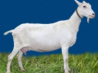 Порода Зааненские