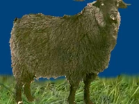 Порода Горноалтайские