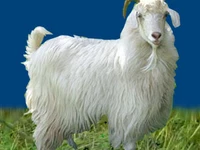 Порода Оренбургские