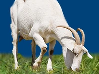 Порода Русские белые