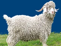 Порода Ангорские