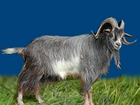 Порода Придонские