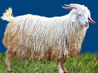 Порода Советские шерстные