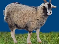 Порода Ферганские